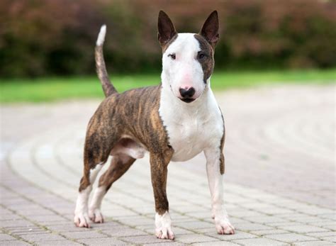 bullterrier kaya dior marja almere|Bull Terrier Breed Facts and Information .